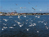 Hafen in Hvide Sande - CALVENDO Foto-Puzzle - calvendoverlag 29.99