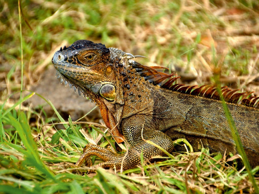 Grüner Leguan - CALVENDO Foto-Puzzle - calvendoverlag 29.99