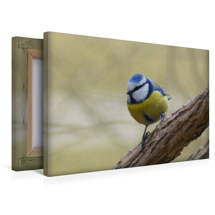 Premium Textil-Leinwand Premium Textil-Leinwand 45 cm x 30 cm quer Blaumeise (Cyanistes caeruleus)