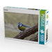 Blaumeise - CALVENDO Foto-Puzzle - calvendoverlag 29.99