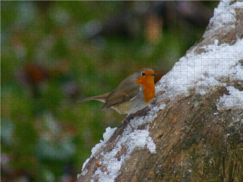 Rotkehlchen im Winter - CALVENDO Foto-Puzzle - calvendoverlag 29.99