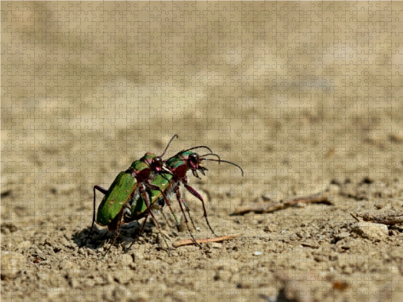 Feldsandläufer (Cicindela campestris) bei der Paarung - CALVENDO Foto-Puzzle - calvendoverlag 29.99