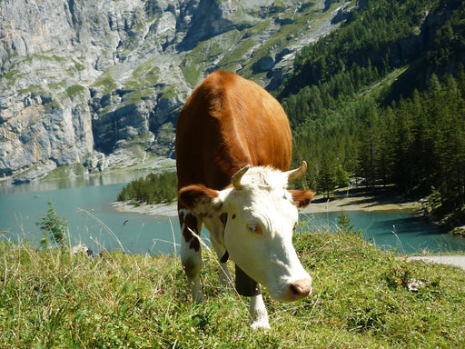 Kuh vorm Öschinensee - CALVENDO Foto-Puzzle - calvendoverlag 29.99