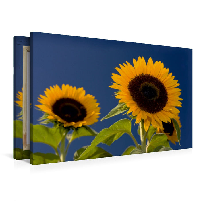 Premium Textil-Leinwand Premium Textil-Leinwand 90 cm x 60 cm quer Sonnenblumen