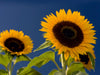 Sonnenblumen - CALVENDO Foto-Puzzle - calvendoverlag 29.99