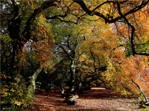 Die Süntelbuchenallee von Bad Nenndorf im Oktober - CALVENDO Foto-Puzzle - calvendoverlag 29.99