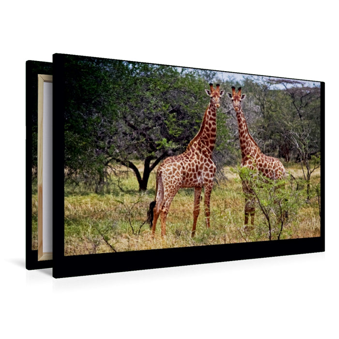 Premium Textil-Leinwand Premium Textil-Leinwand 120 cm x 80 cm quer Giraffen
