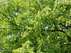 Katsura-Baum - CALVENDO Foto-Puzzle - calvendoverlag 29.99