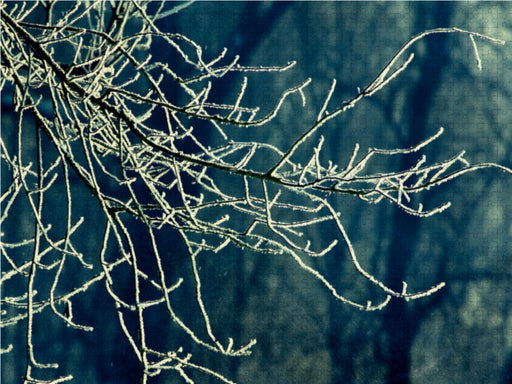 Zweige im Winter - Retro - CALVENDO Foto-Puzzle - calvendoverlag 29.99