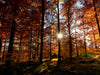 Sonnenstrahlen im herbstlichen Wald - CALVENDO Foto-Puzzle - calvendoverlag 29.99