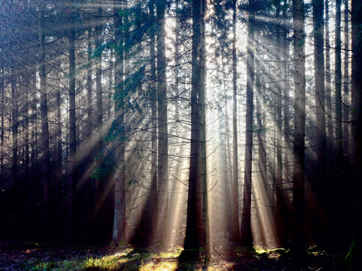 Sonnenstrahlen im Wald - CALVENDO Foto-Puzzle - calvendoverlag 29.99