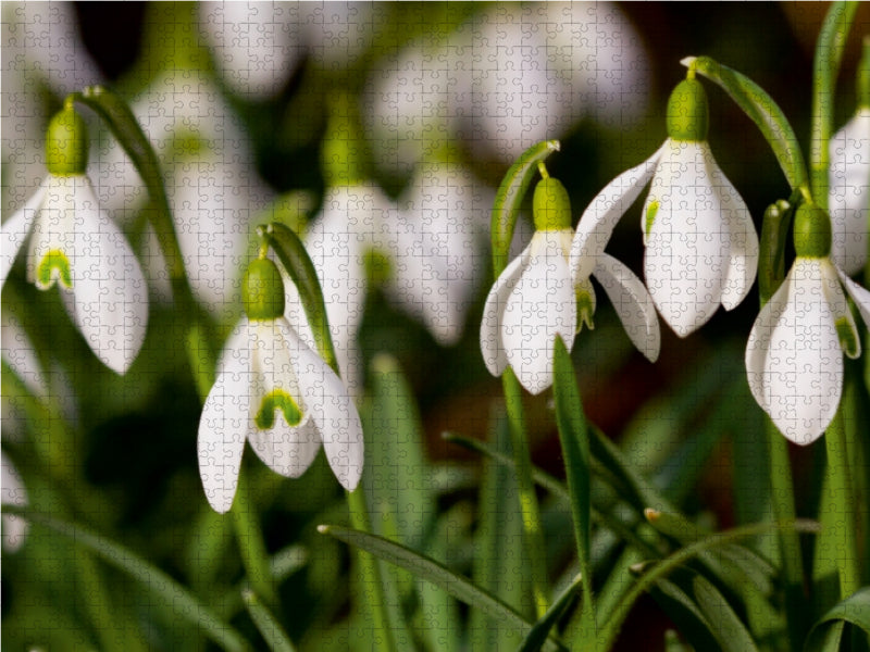 Schneeglöckchen - CALVENDO Foto-Puzzle - calvendoverlag 29.99