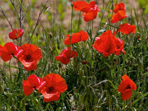 Mohnblumen am Feldrand - CALVENDO Foto-Puzzle - calvendoverlag 29.99