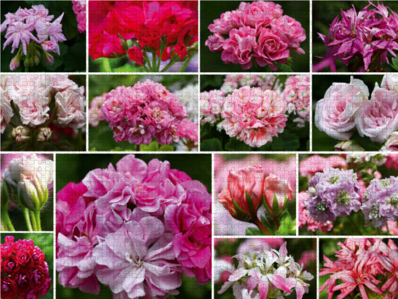 Pelargonien Collage - CALVENDO Foto-Puzzle - calvendoverlag 29.99