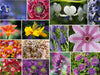 Staudenblumen Collage - CALVENDO Foto-Puzzle - calvendoverlag 29.99