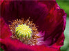 Dunkelroter Mohn im Garten - CALVENDO Foto-Puzzle - calvendoverlag 29.99