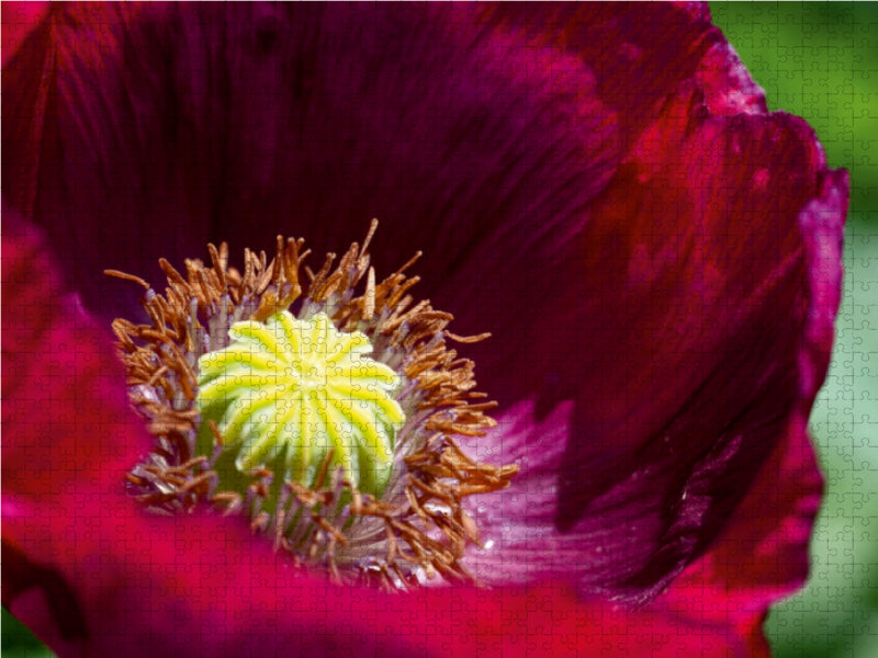 Dunkelroter Mohn im Garten - CALVENDO Foto-Puzzle - calvendoverlag 29.99