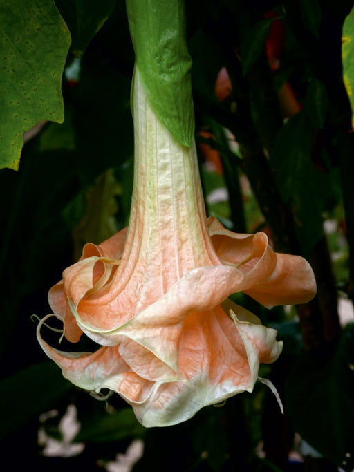 Brugmansia Angels Flight - CALVENDO Foto-Puzzle - calvendoverlag 29.99