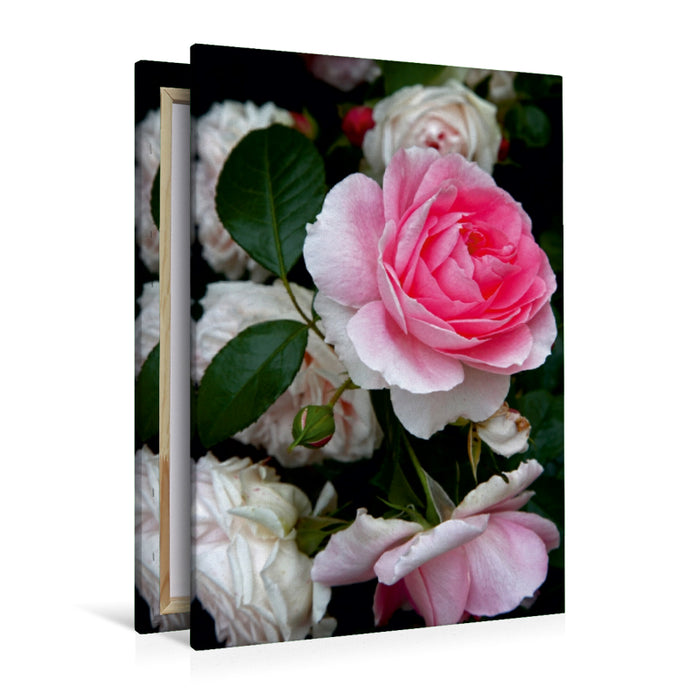 Premium Textil-Leinwand Premium Textil-Leinwand 80 cm x 120 cm  hoch Wunderschöne Rosen im Garten