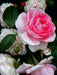 Wunderschöne Rosen im Garten - CALVENDO Foto-Puzzle - calvendoverlag 29.99