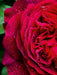 Dunkelrote Rose im Regen - CALVENDO Foto-Puzzle - calvendoverlag 29.99