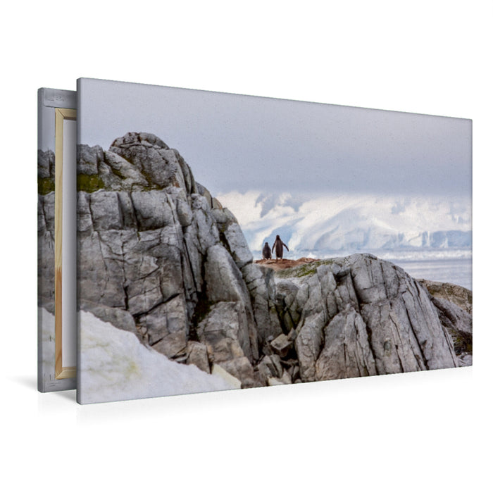 Toile textile premium Toile textile premium 120 cm x 80 cm paysage Pingouin - père et fils - Antarctique 