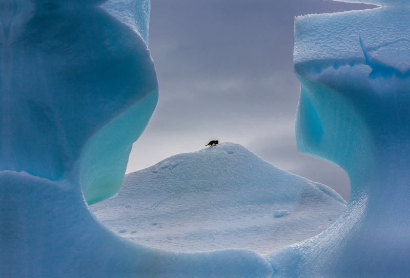 Toile textile premium Toile textile premium 120 cm x 80 cm paysage Antarctique - pingouin dans la fenêtre 