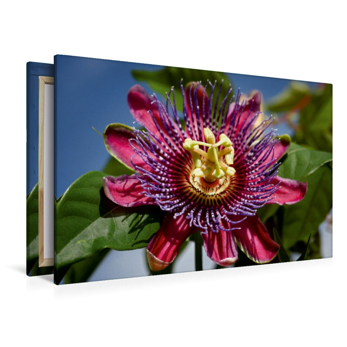 Premium Textil-Leinwand Premium Textil-Leinwand 120 cm x 80 cm quer Passiflora - Passionsblume