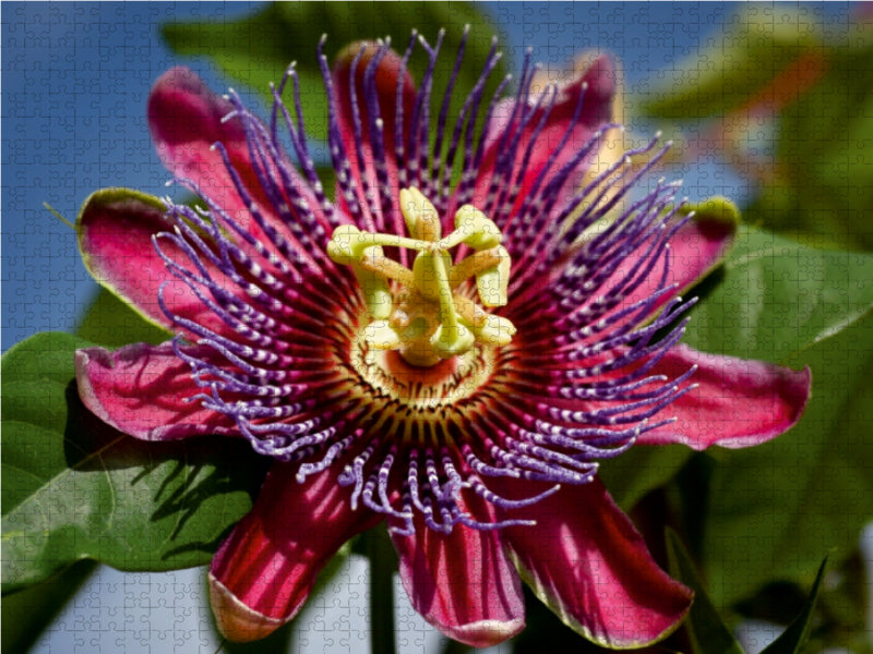 Passiflora - Passionsblume - CALVENDO Foto-Puzzle - calvendoverlag 29.99