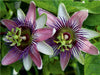 Passiflora belotii ´Kaiserin Eugenie` x - CALVENDO Foto-Puzzle - calvendoverlag 29.99