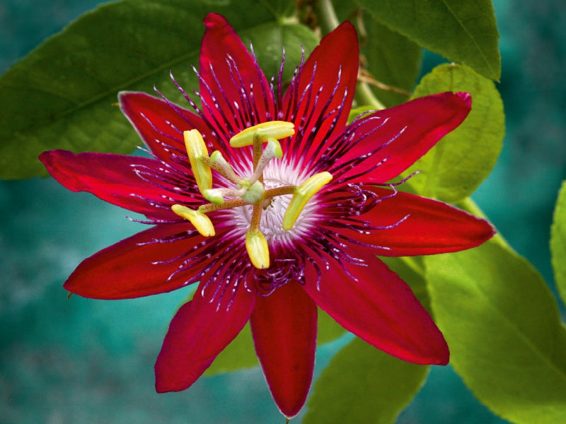 Passiflora Lady Margaret - CALVENDO Foto-Puzzle - calvendoverlag 29.99