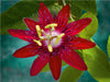 Passiflora Lady Margaret - CALVENDO Foto-Puzzle - calvendoverlag 29.99