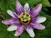 Passiflora "Kaiserin Eugenie" - CALVENDO Foto-Puzzle - calvendoverlag 29.99