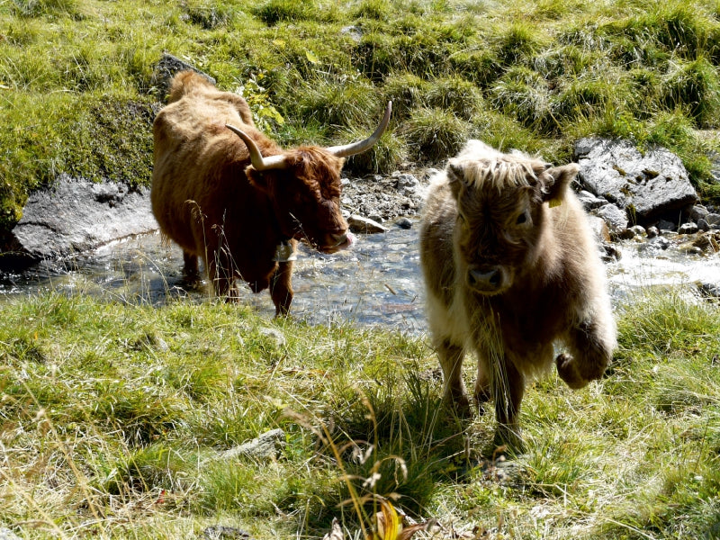 Scottish Highland Kälber spielen am Bach - CALVENDO Foto-Puzzle - calvendoverlag 29.99