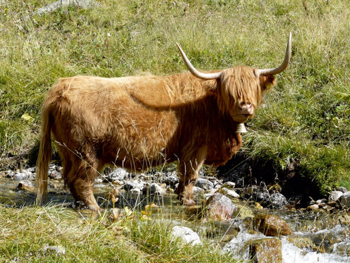 Scottish Highland Kuh stehend im Bach - CALVENDO Foto-Puzzle - calvendoverlag 29.99