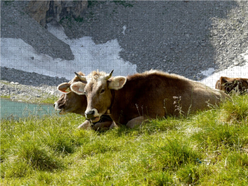 Tiroler Braunvieh wiederkäuend auf der Alm - CALVENDO Foto-Puzzle - calvendoverlag 29.99
