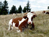 Schwarzwald und Kühe im Hochformat - CALVENDO Foto-Puzzle - calvendoverlag 29.99
