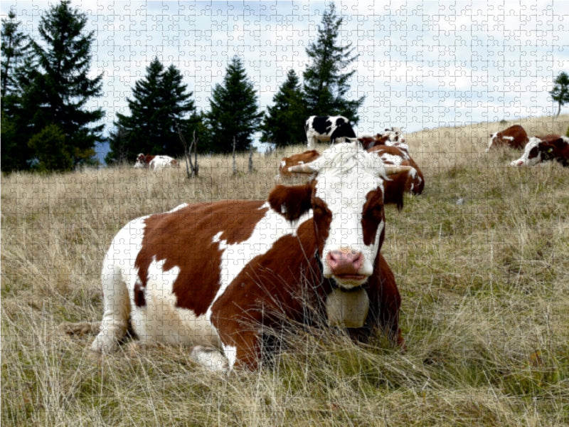 Schwarzwald und Kühe im Hochformat - CALVENDO Foto-Puzzle - calvendoverlag 29.99