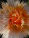 Flower Explosion III PHOTO ART° by Rosemarie Hofer - CALVENDO Foto-Puzzle - calvendoverlag 29.99