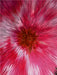 Flower Explosion PHOTO ART° by Rosemarie Hofer - CALVENDO Foto-Puzzle - calvendoverlag 29.99
