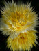 Flower Explosion I PHOTO ART° by Rosemarie Hofer - CALVENDO Foto-Puzzle - calvendoverlag 29.99