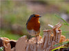 Rotkehlchen beobachtet die Umgebung - CALVENDO Foto-Puzzle - calvendoverlag 29.99