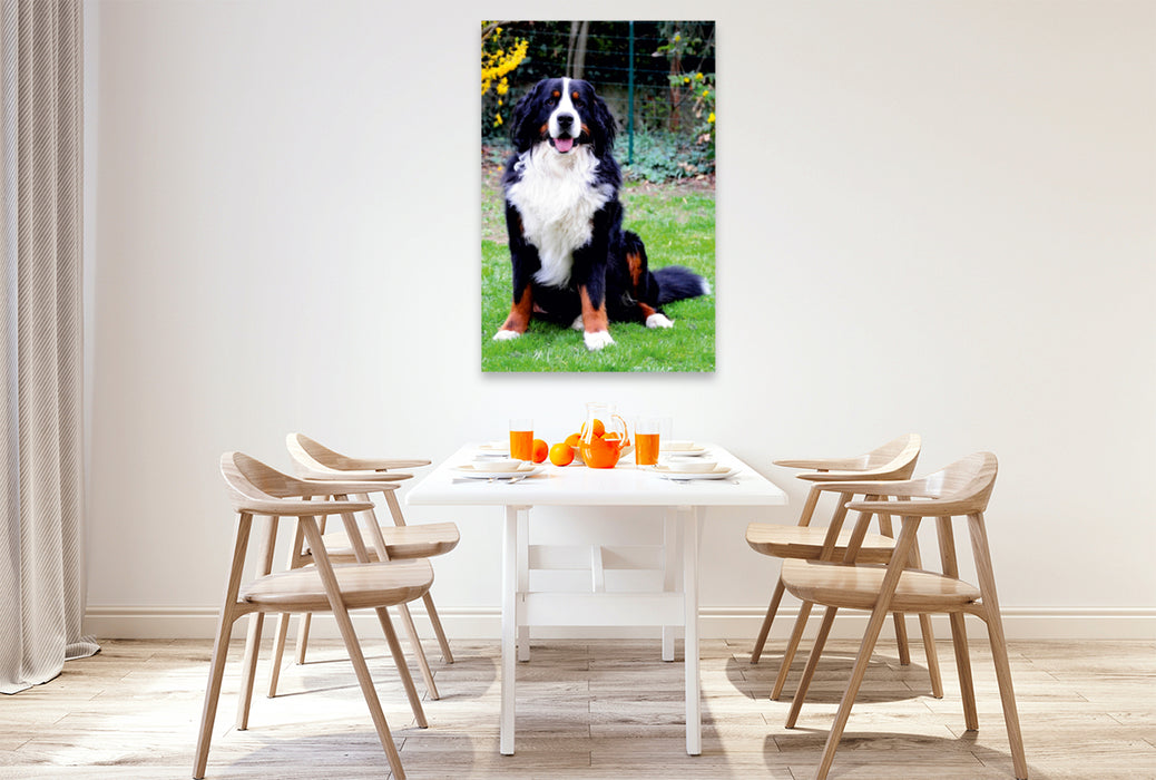 Premium Textil-Leinwand Premium Textil-Leinwand 80 cm x 120 cm  hoch Ein Motiv aus dem Kalender BÄR - Der Berner Sennenhund