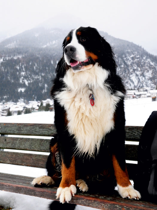 BÄR - Der Berner Sennenhund - CALVENDO Foto-Puzzle - calvendoverlag 29.99