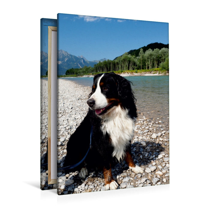 Premium Textil-Leinwand Premium Textil-Leinwand 80 cm x 120 cm  hoch Ein Motiv aus dem Kalender BÄR - Der Berner Sennenhund