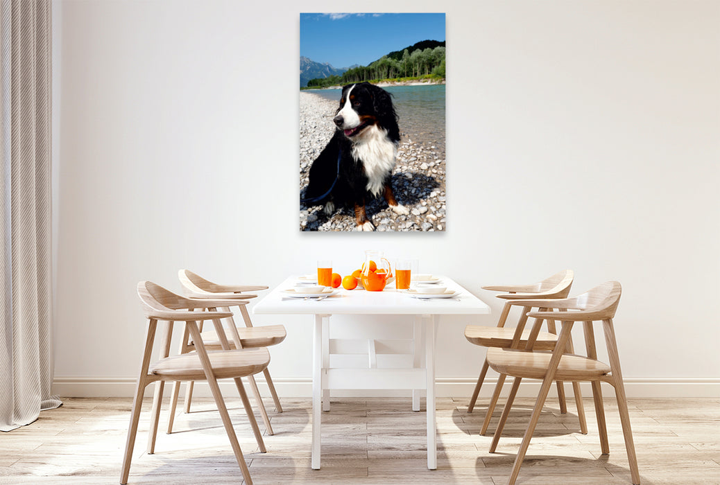 Premium Textil-Leinwand Premium Textil-Leinwand 80 cm x 120 cm  hoch Ein Motiv aus dem Kalender BÄR - Der Berner Sennenhund