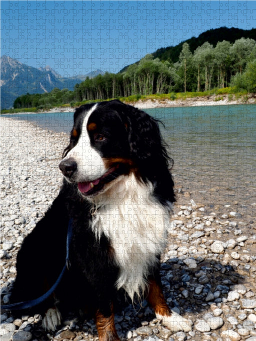 BÄR - Der Berner Sennenhund - CALVENDO Foto-Puzzle - calvendoverlag 29.99