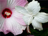 Hibiscus Moscheutos und Hibiscus Swan Lake - CALVENDO Foto-Puzzle - calvendoverlag 29.99