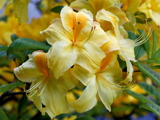 Gelber Rhododendron - CALVENDO Foto-Puzzle - calvendoverlag 29.99
