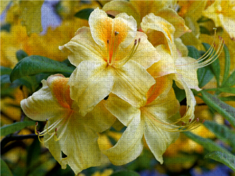Gelber Rhododendron - CALVENDO Foto-Puzzle - calvendoverlag 29.99